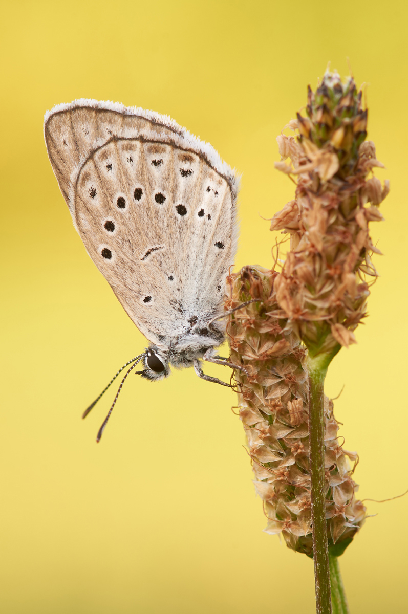 Phengaris teleius 079342_1200.jpg