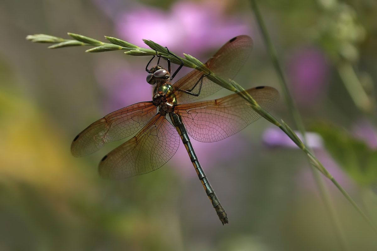 Oxygastra curtisii_w_IMG_4549a.jpg