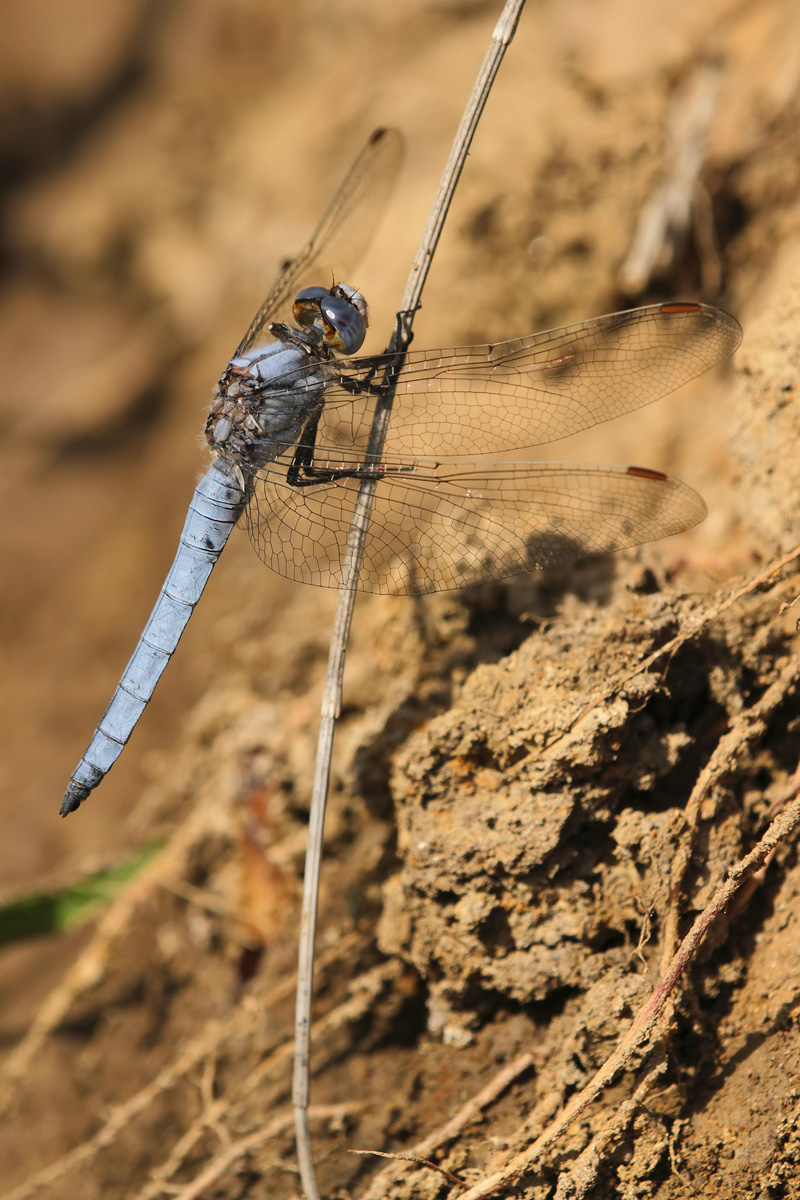 Orthetrum brunneum_m_IMG_4678.jpg