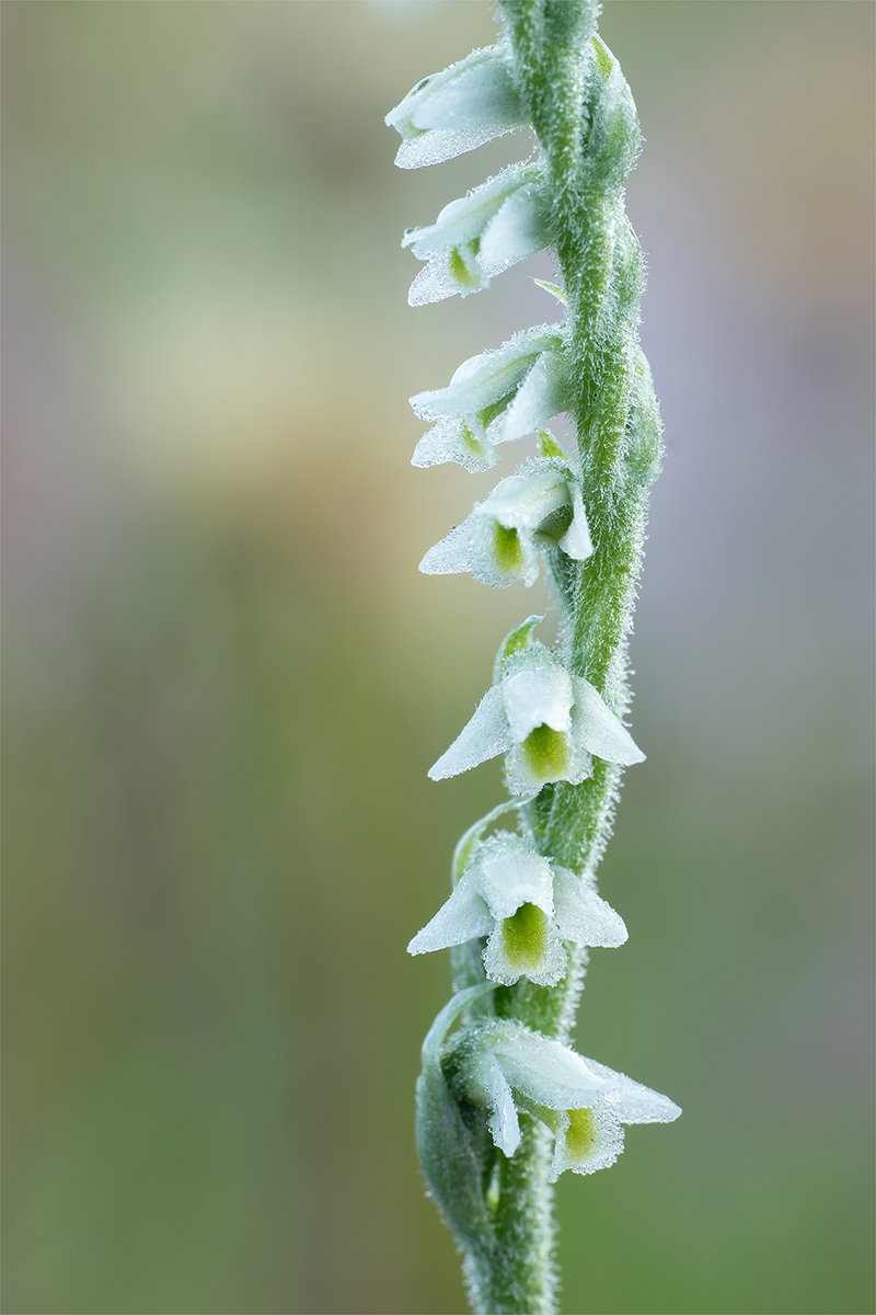 spiranthes3.jpg