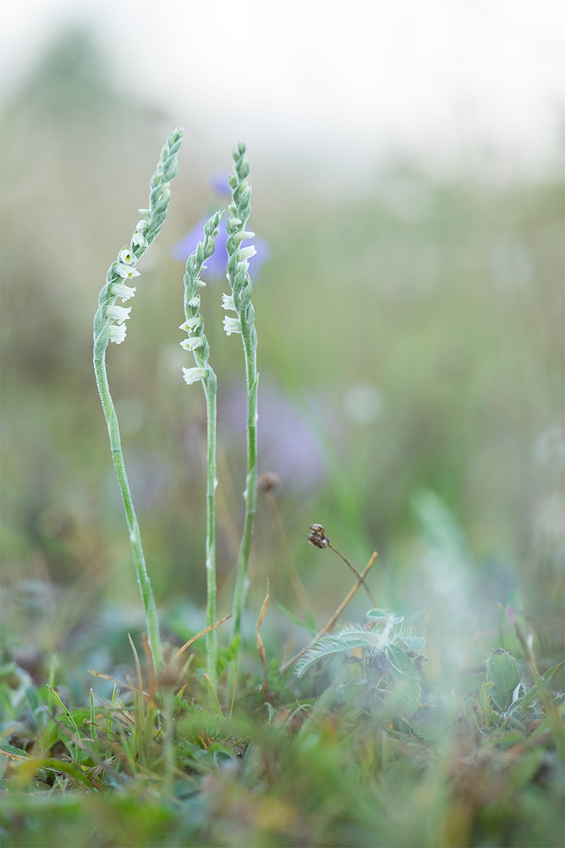 spiranthes1.jpg