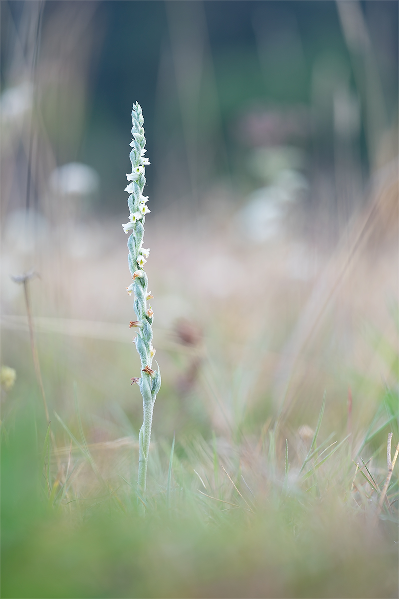 spiranthes_6_wendig.jpg