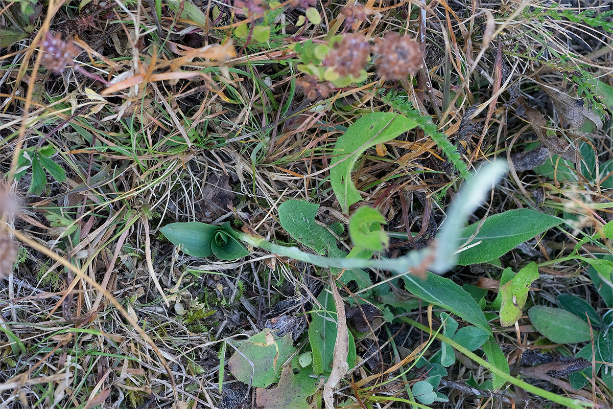 spiranthes_rosette.jpg