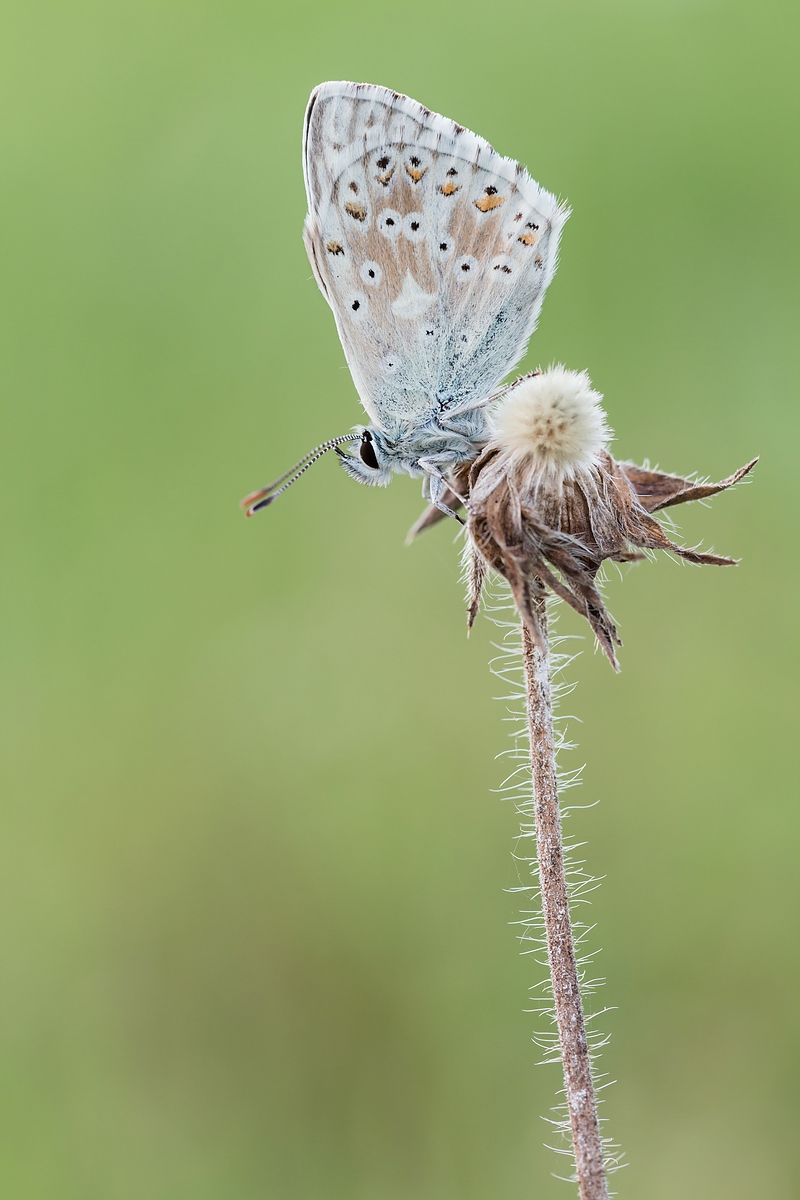 comp_IMG_0093-2.jpg