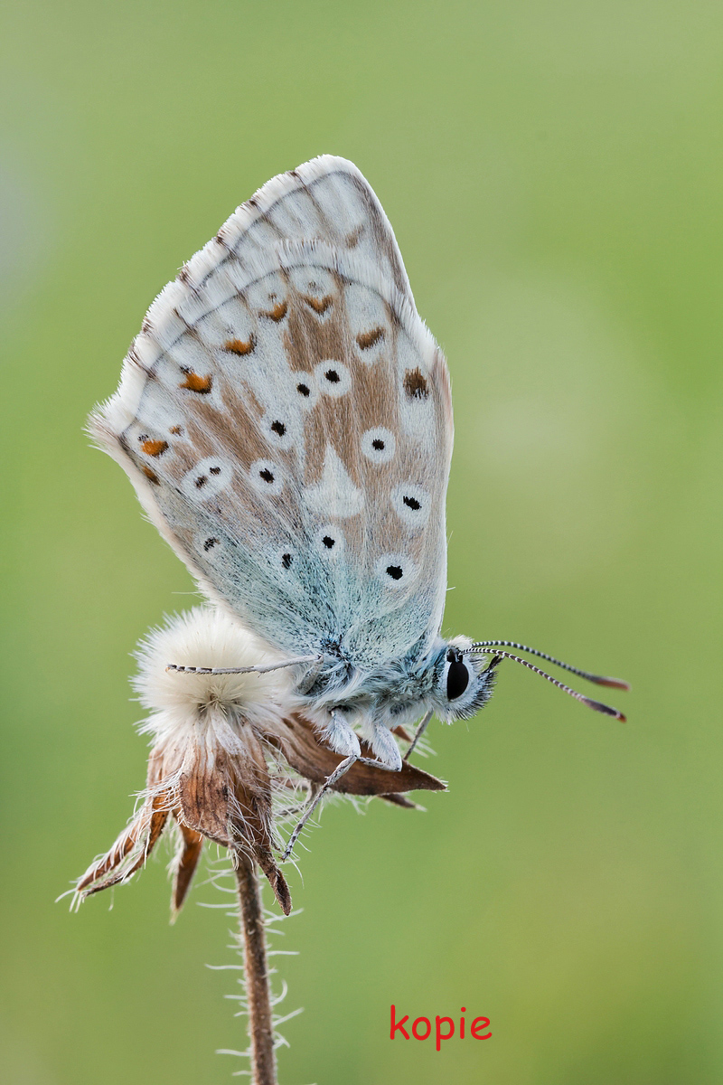 comp_IMG_0080 Kopie.jpg