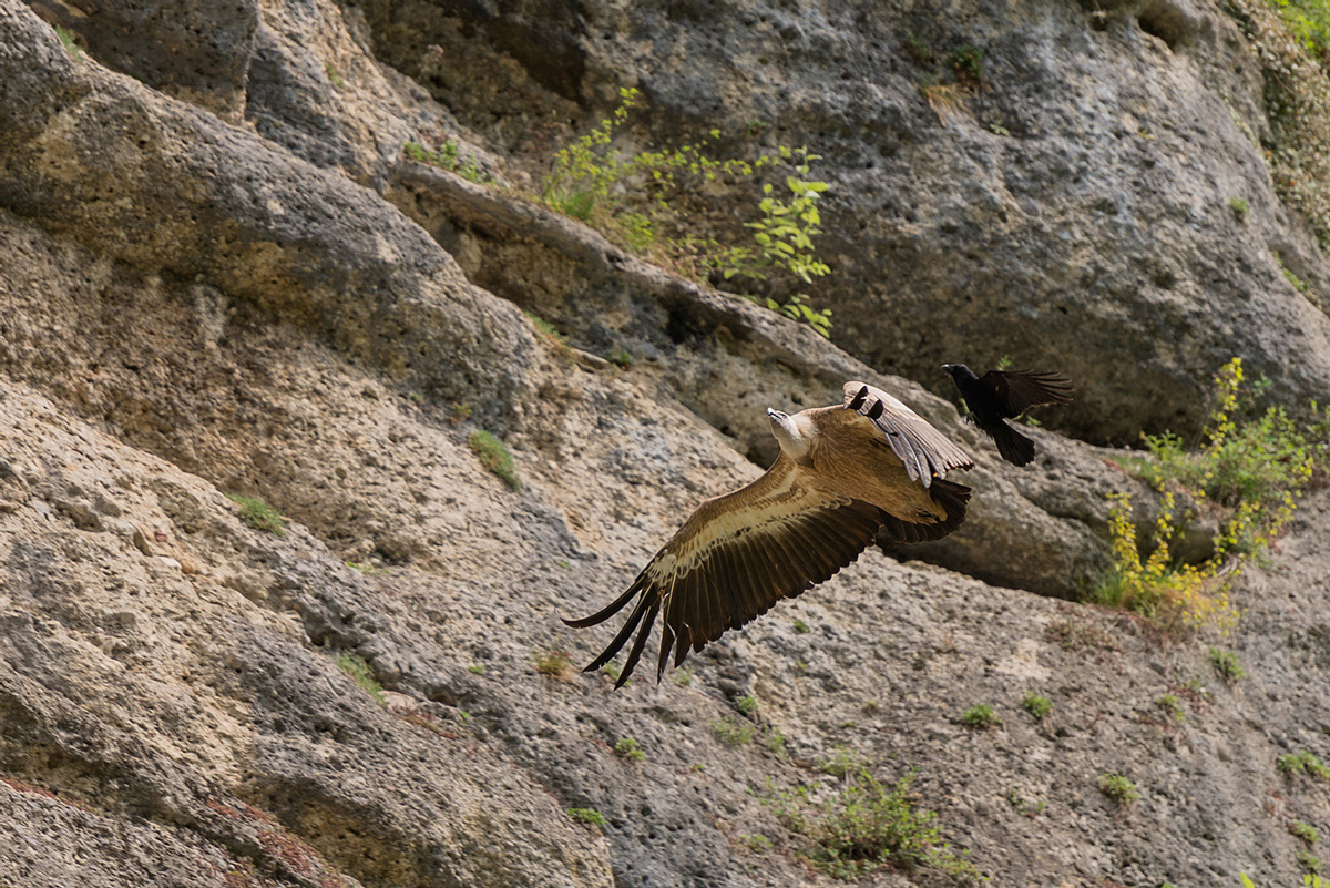 Gänsegeier41200.jpg