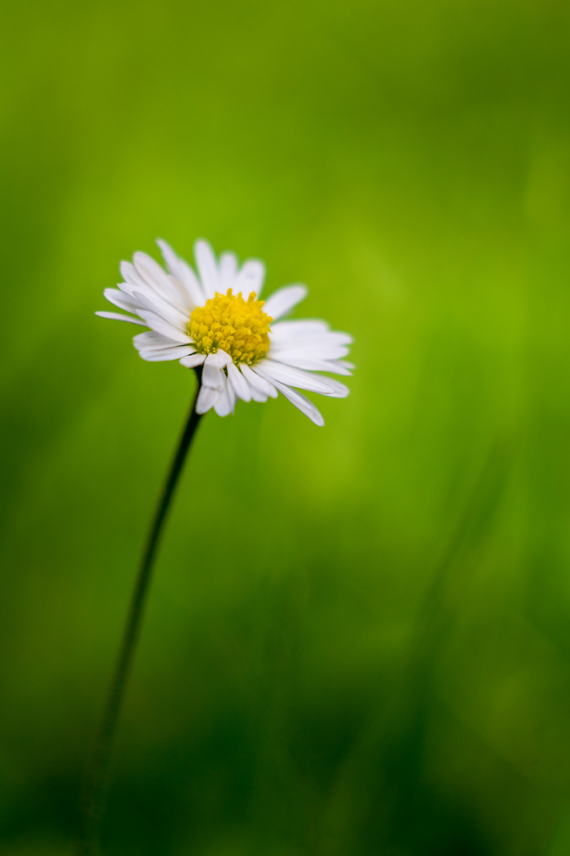 Gänseblümchen-Helios.jpg