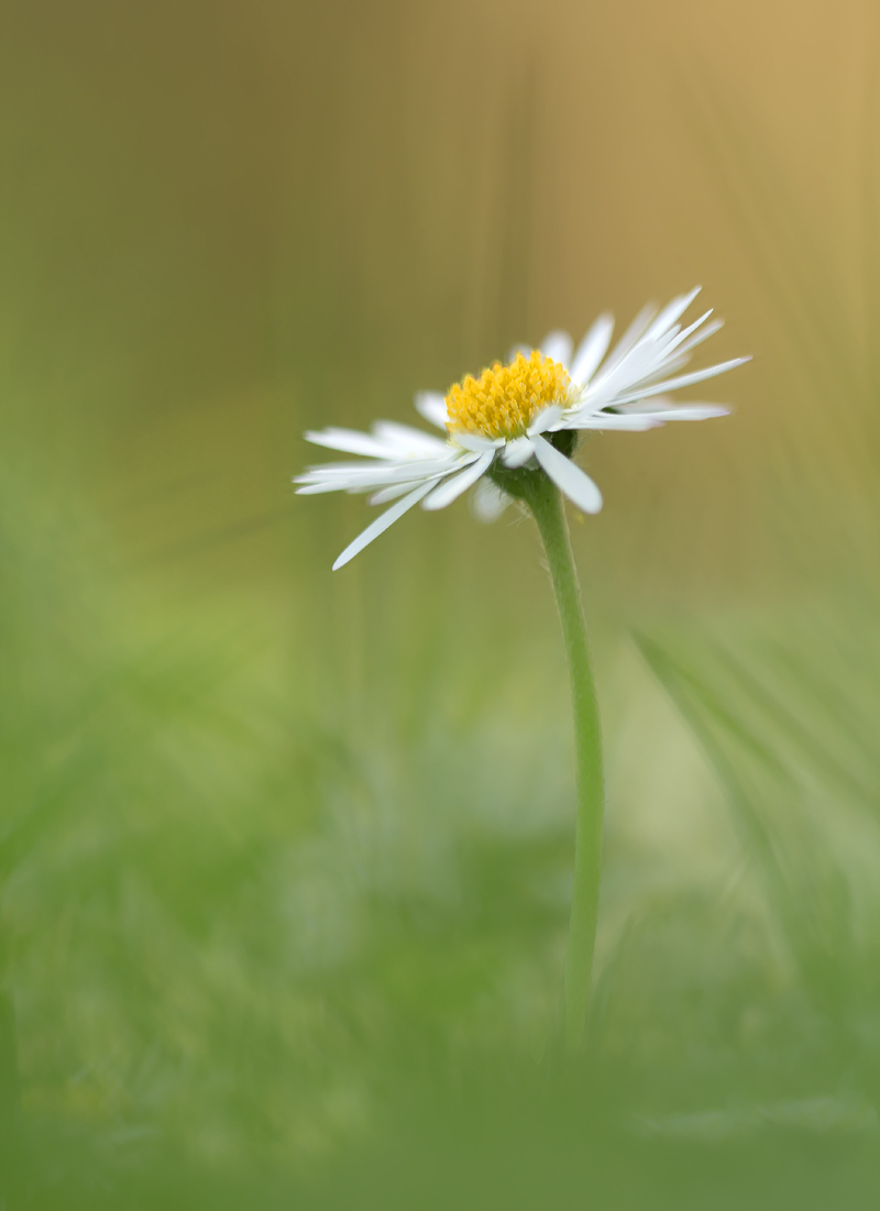 Ein Gänseblümchen.jpg