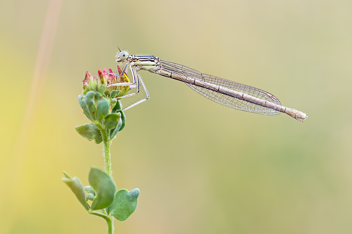 compLibelle,Feder23.6.2017FägswilStackDSC_2255,2260.jpg