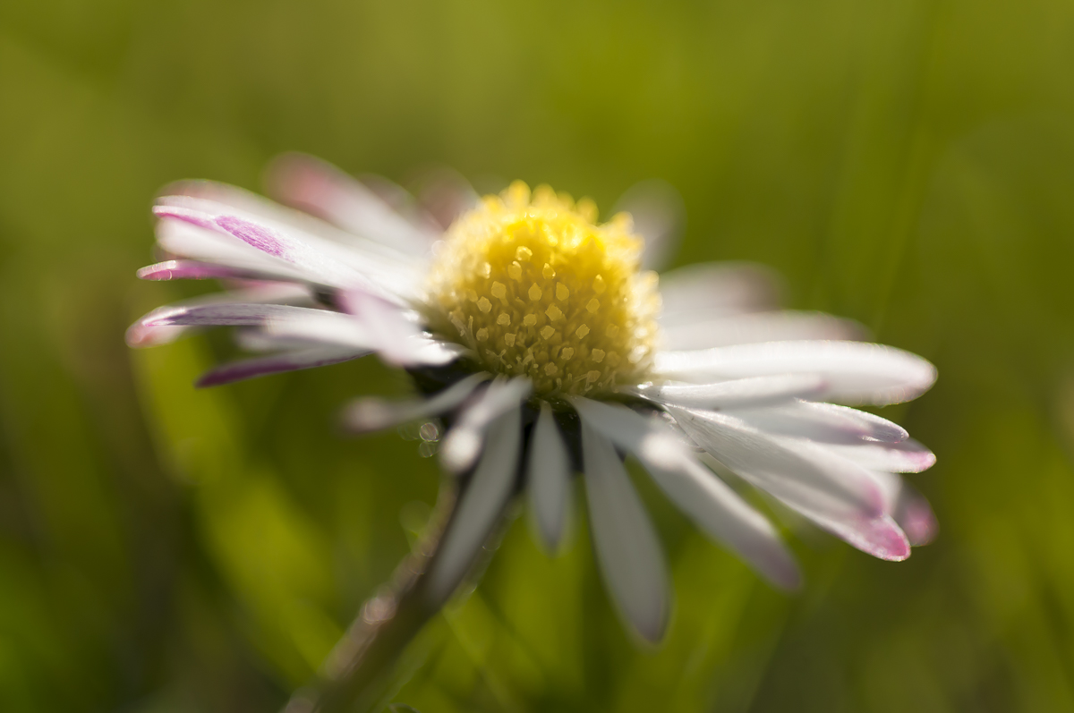 Gänseblümchen 3.jpg