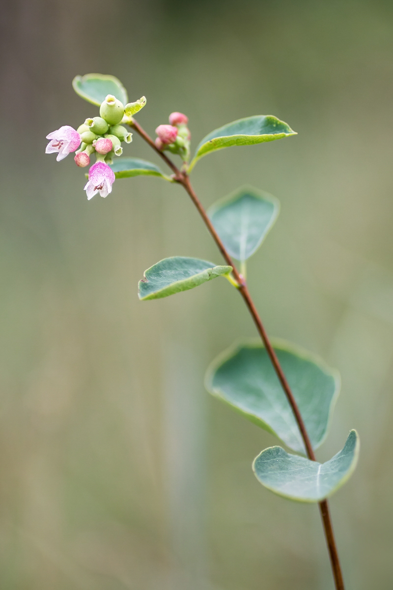 Symphoricarpos albus; Caprifoliaceae (1).jpg