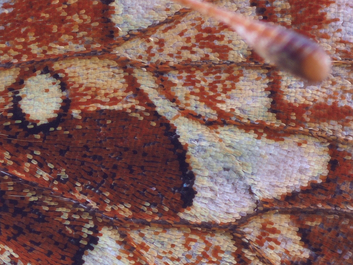 dia-crop-geschärft-OOG06023.jpg
