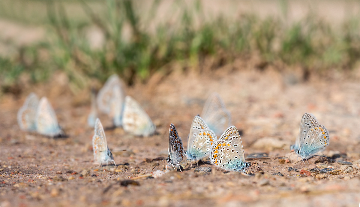 _MG_9444-Bearbeitet Kopie.jpg