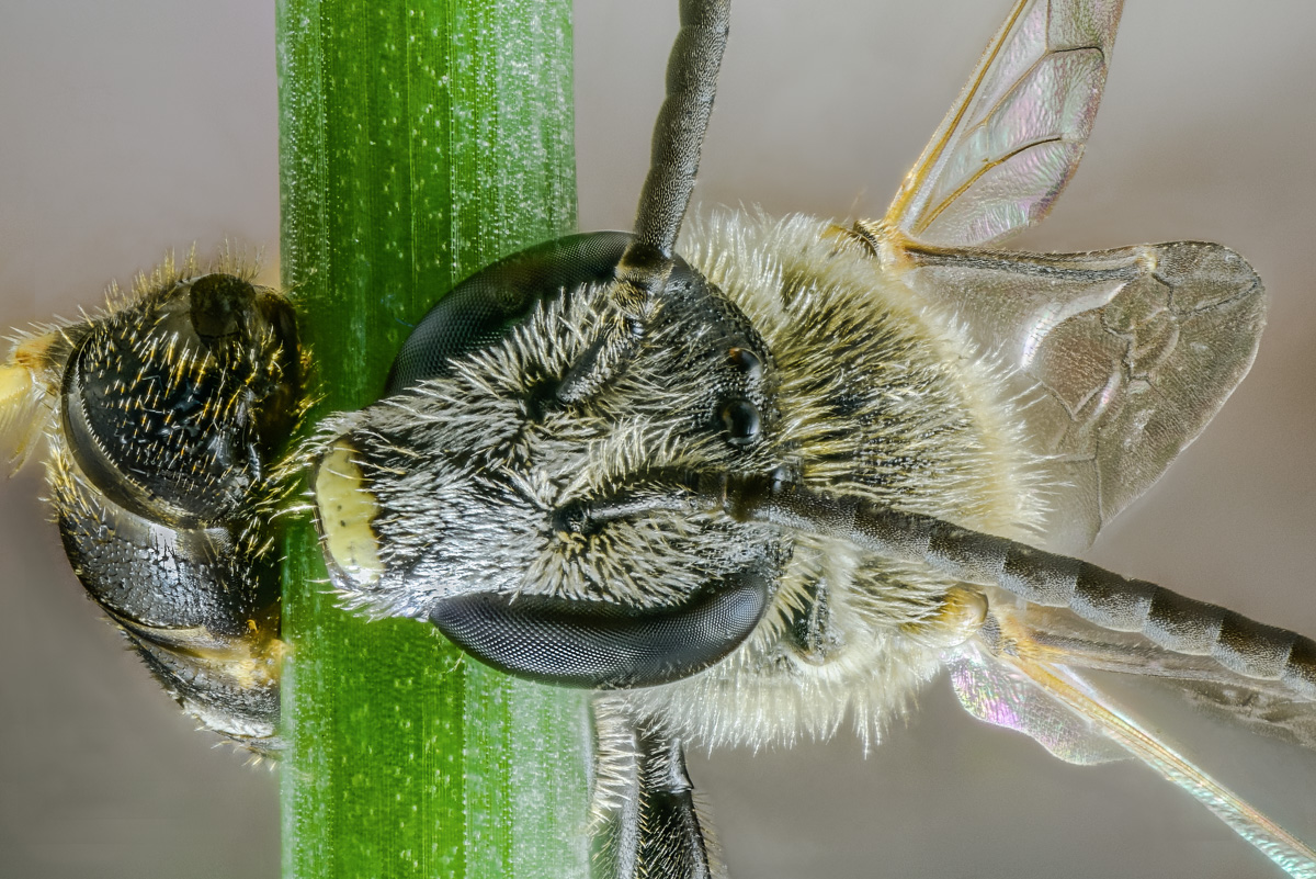 Fliege am Schnittlauch 2017-08-12 19-27-39 (C)20170812_SHARPEN projects.jpg