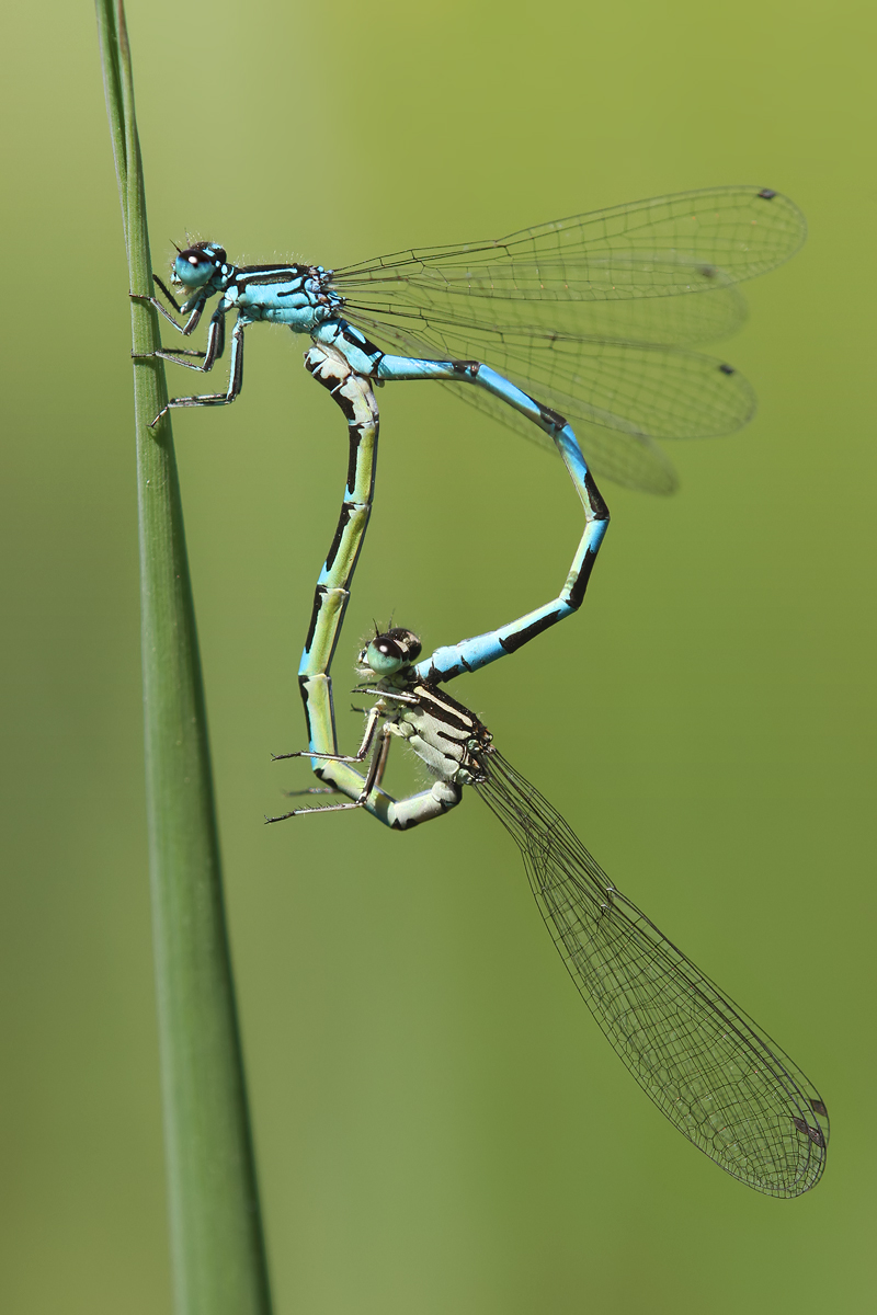 Coenagrion ornatum_copula_IMG_8975_1200a.jpg