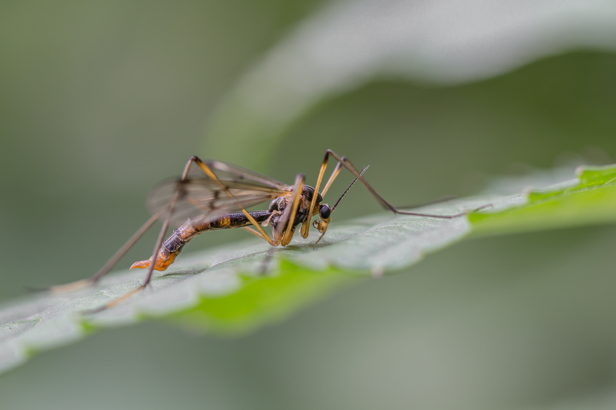 IMG_3902_Faltenmücke Ptychoptera contaminata-.jpg