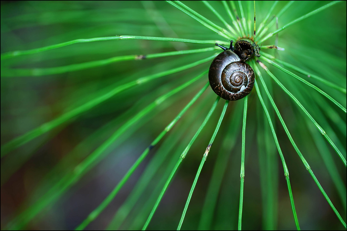 Schnecke auf Sumpfschachtelhalm.jpg