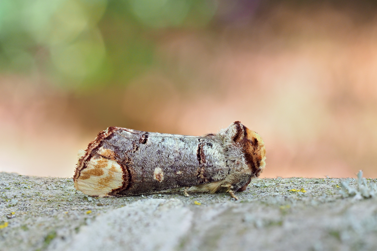 Phalera-bucephala-OOG50880---Kopie.jpg
