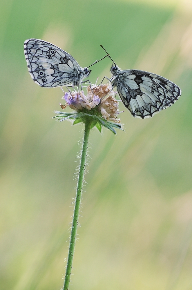 IMGP4275a1000 nettersheim.JPG