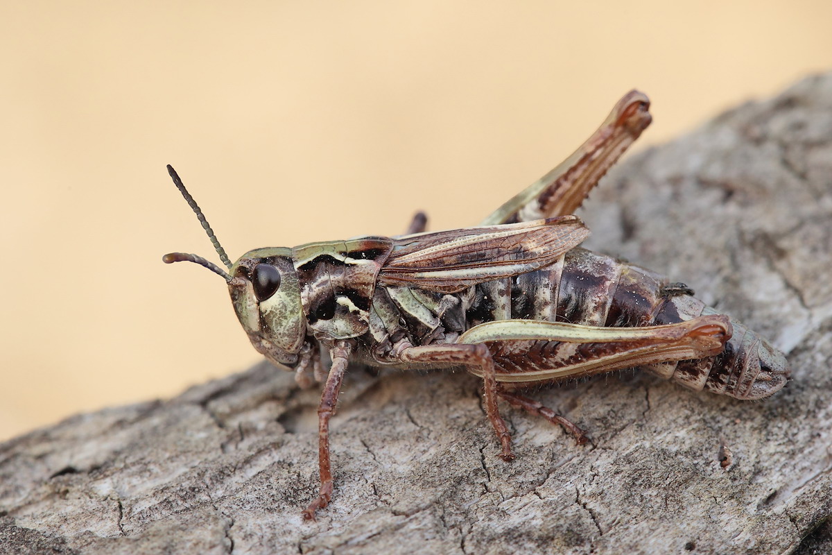 Aeropedellus variegatus Weibchen.jpg