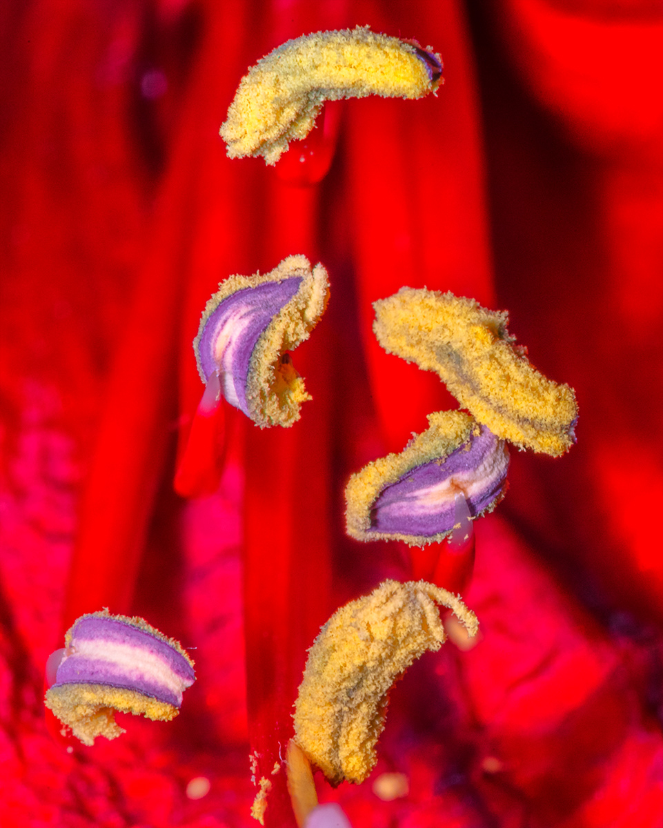 HHK_7436_2xxx7.jpg