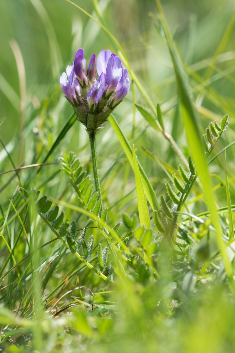 Astragalus danicus; Fabaceae (1).jpg