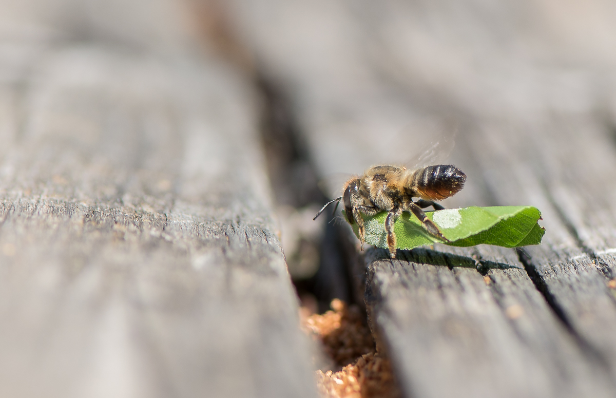 Doku1 Blattwespe 013 klein.JPG