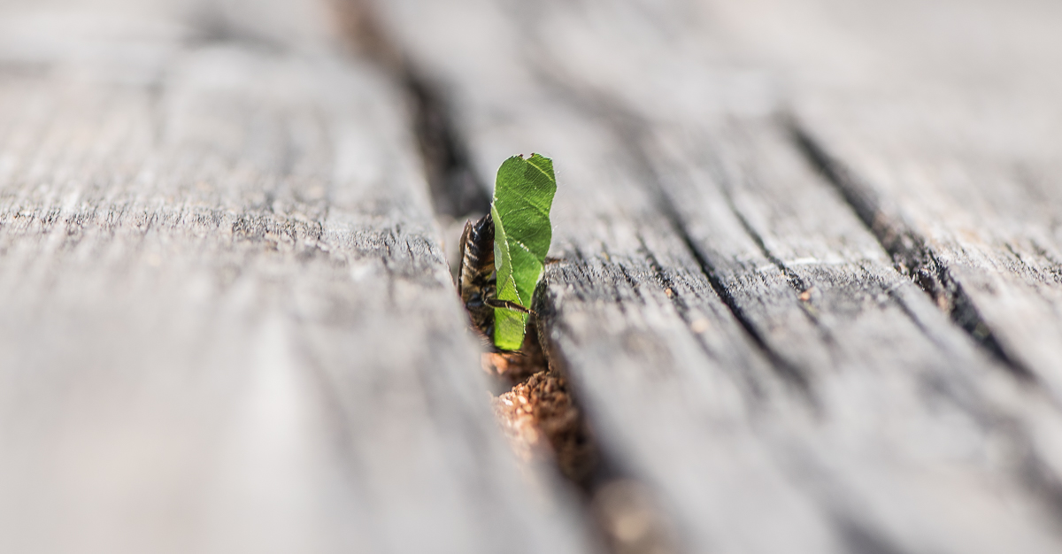 Doku3 Blattwespe 014 klein.JPG