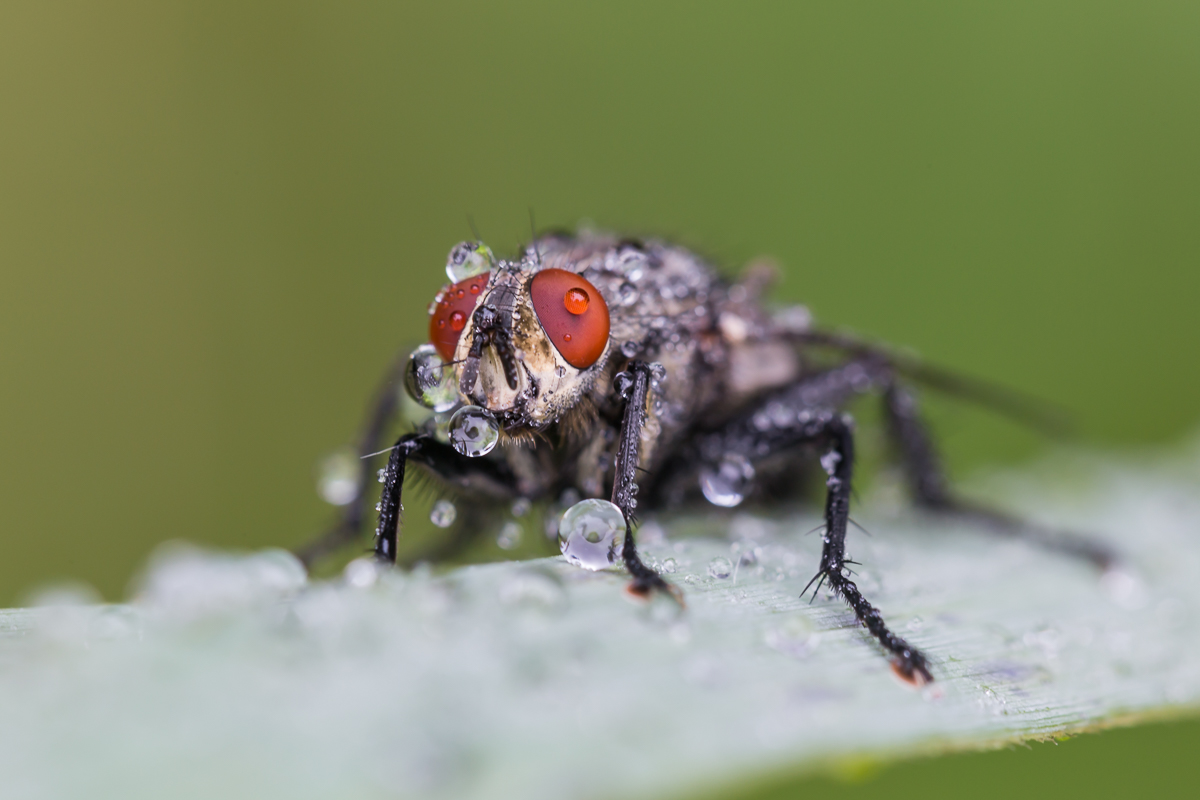 Fliege 7 - 1.jpg