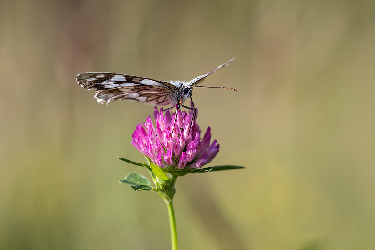 compSchachbrettfalter3.7.2017FägswilDSC_2919.jpg
