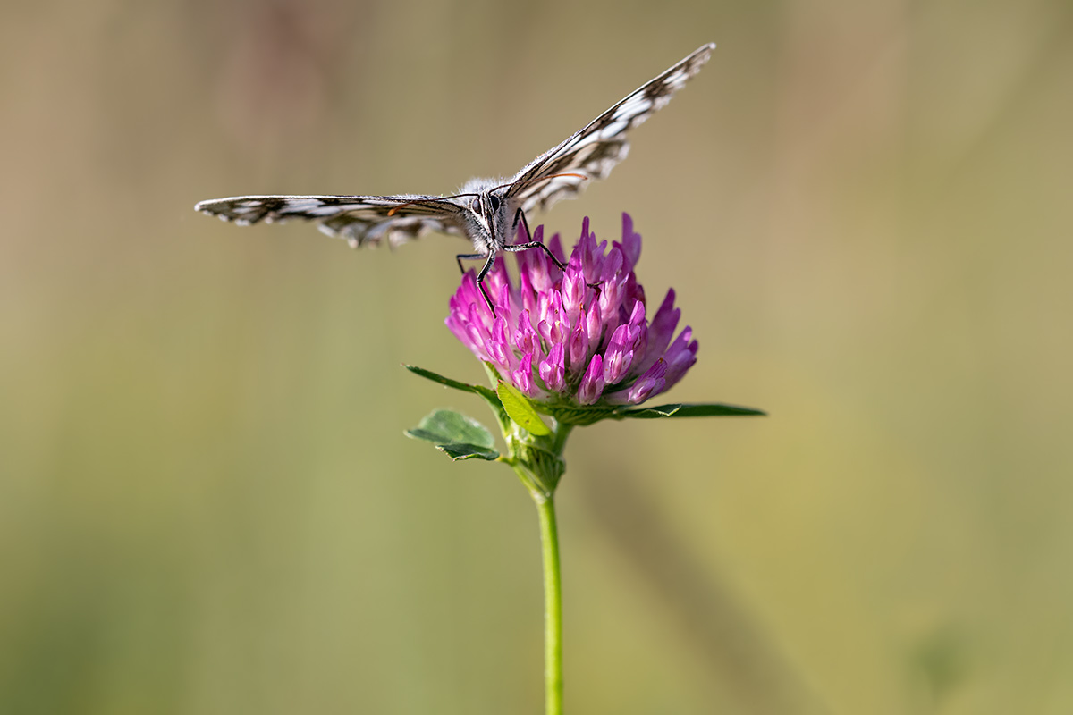 compSchachbrettfalter3.7.2017FägswilDSC_2910.jpg