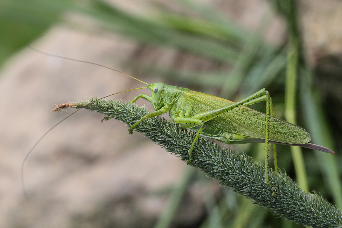 Tettigonia-caudata-w.jpg