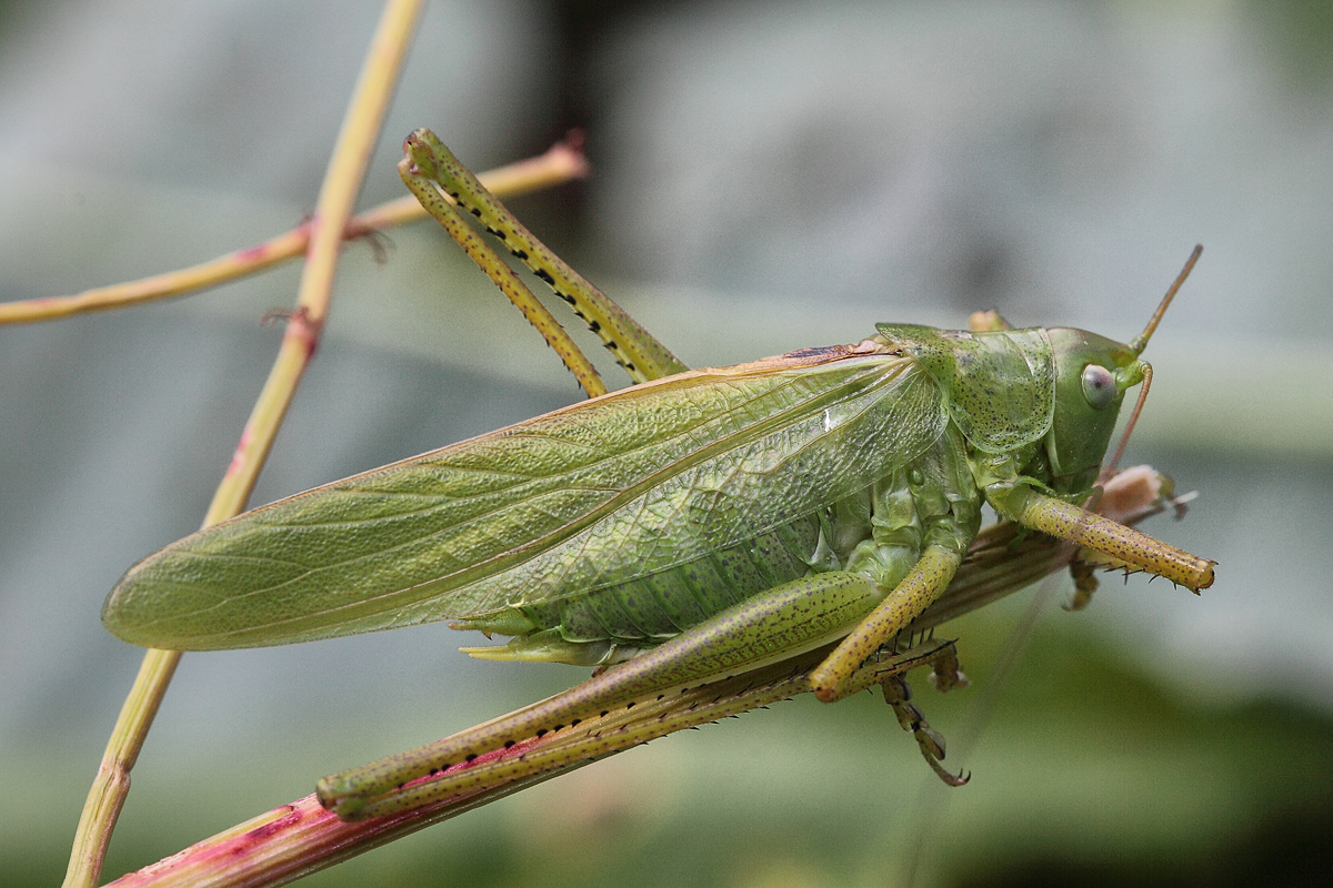 Tettigonia-caudata-m.jpg