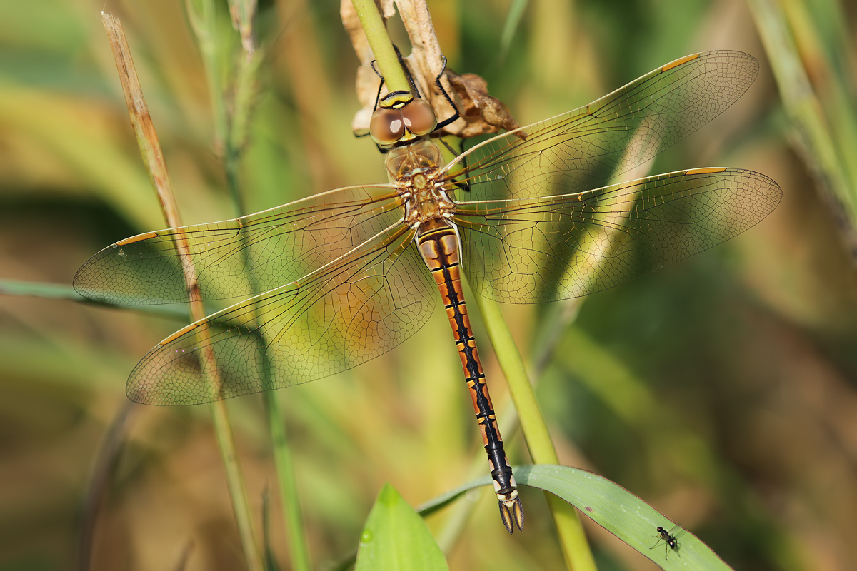 Anax ephippiger_f_IMG_2692.jpg