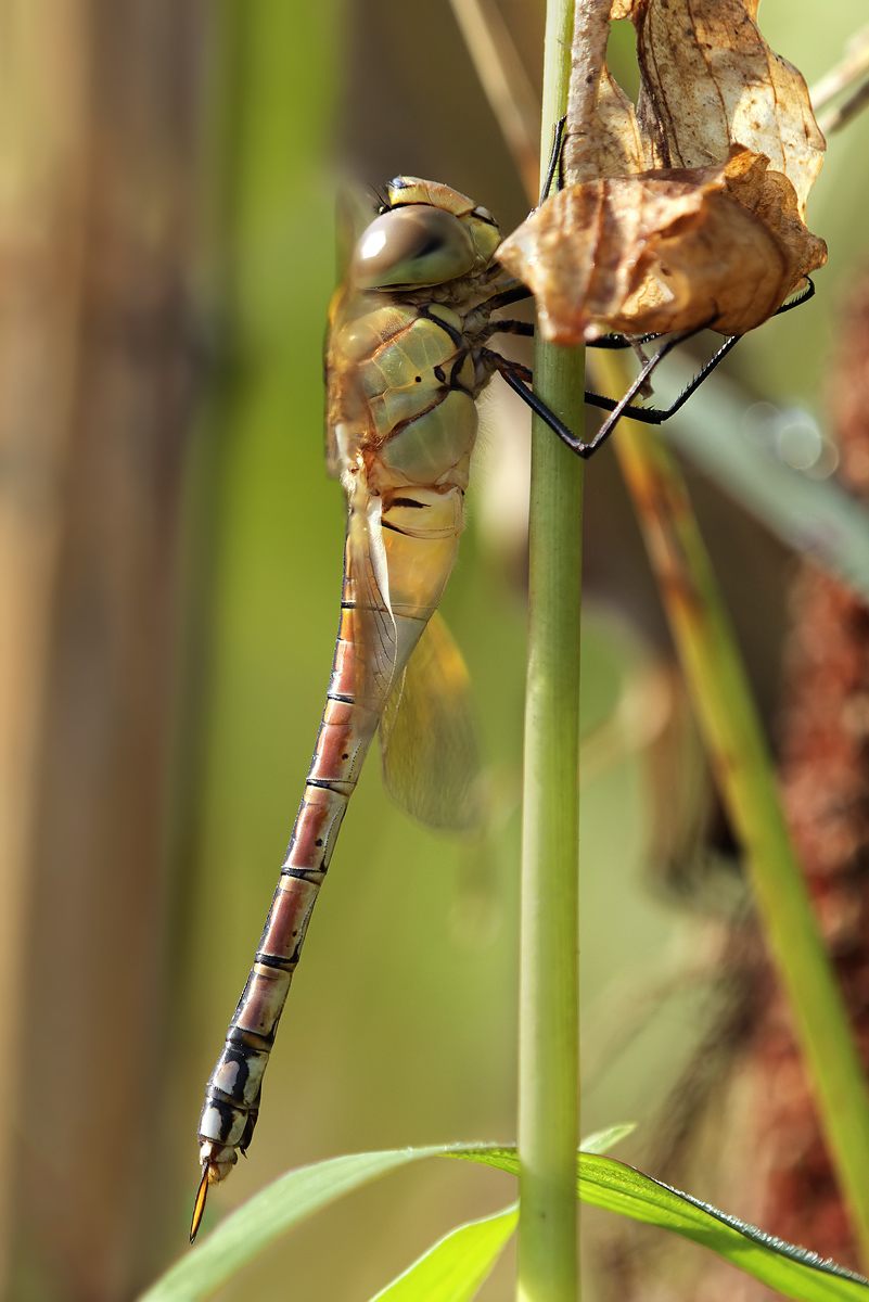 Anax ephippiger_f_IMG_2751.jpg