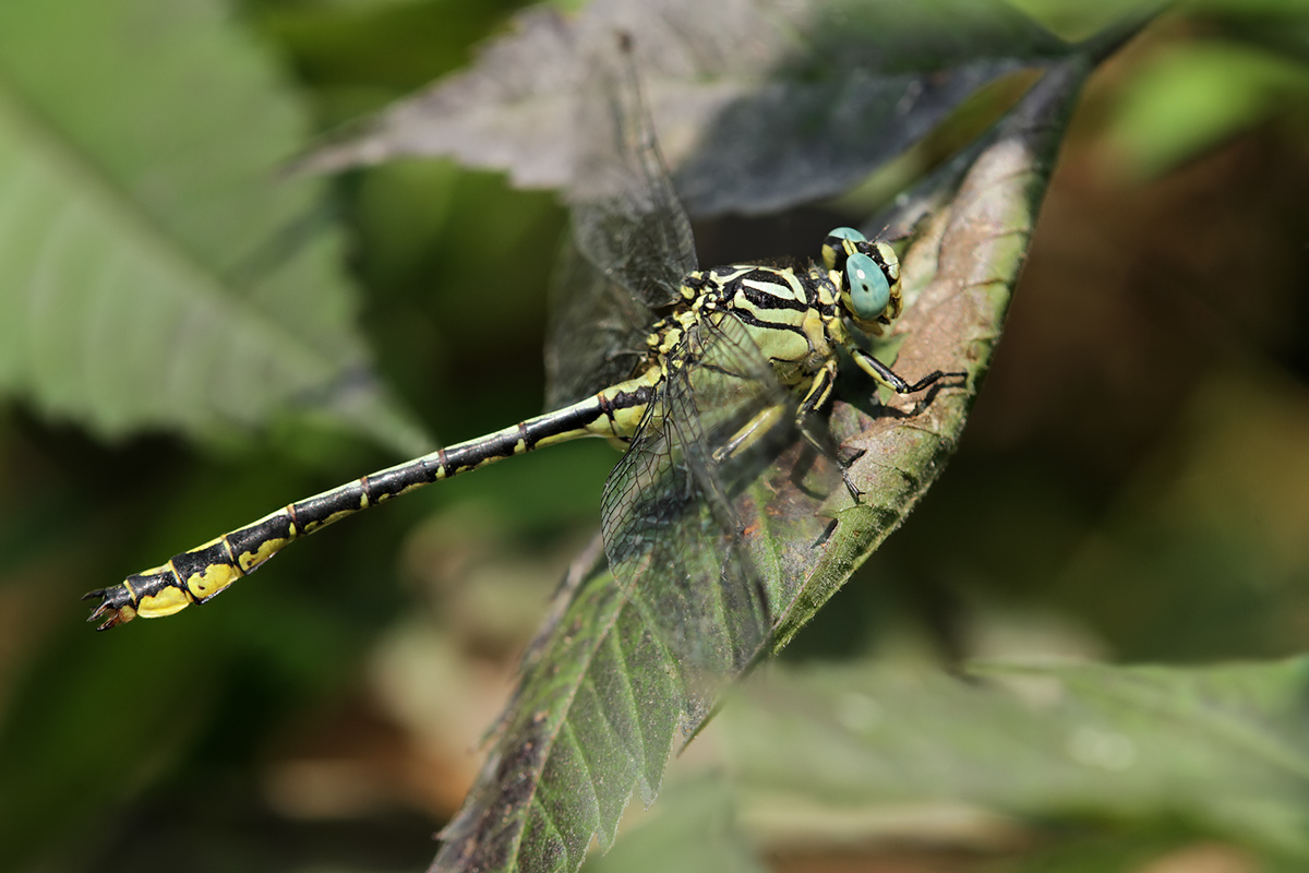 Stylurus flavipes_m_IMG_5286_1200.jpg