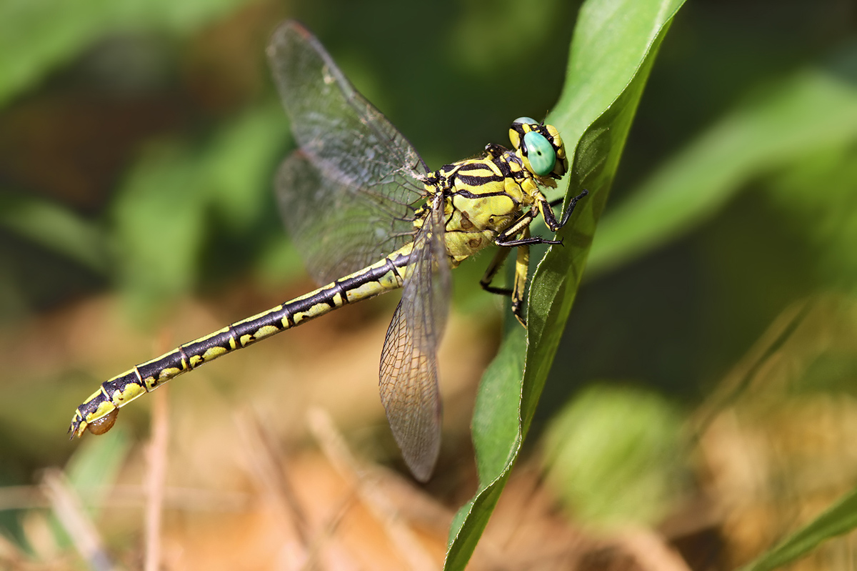 Stylurus flavipes_f_eierauspressend_IMG_4795_1200.jpg