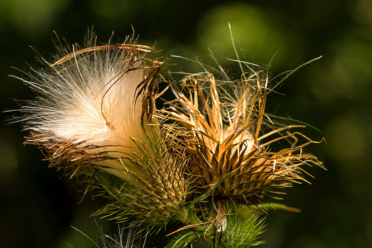 IMG_1435 Distel Kopie 3.jpg