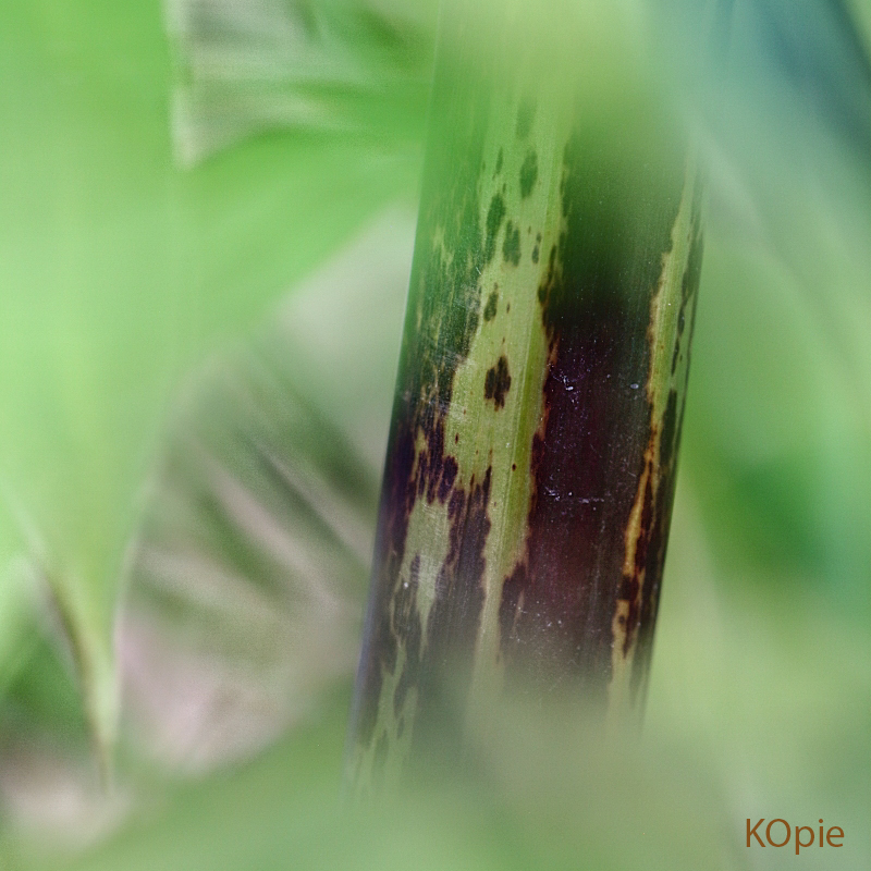 Kop_5647.jpg