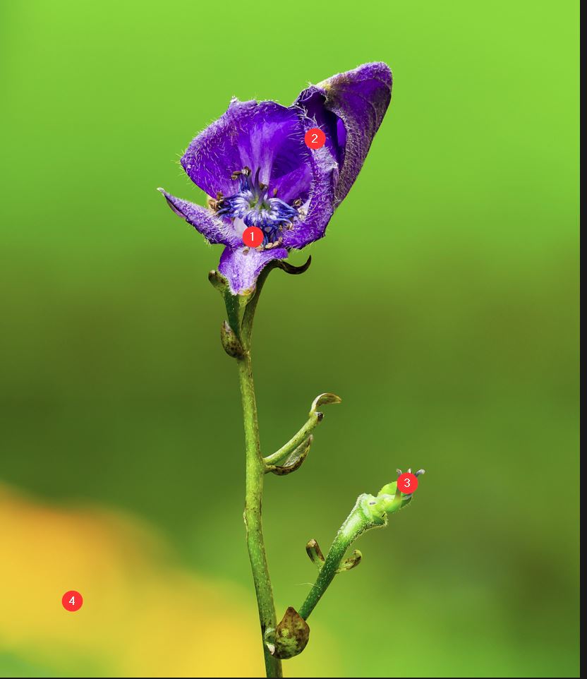 2017-08-30 19_28_49-Blauer Eisenhut... - Makro-Forum.de.jpg