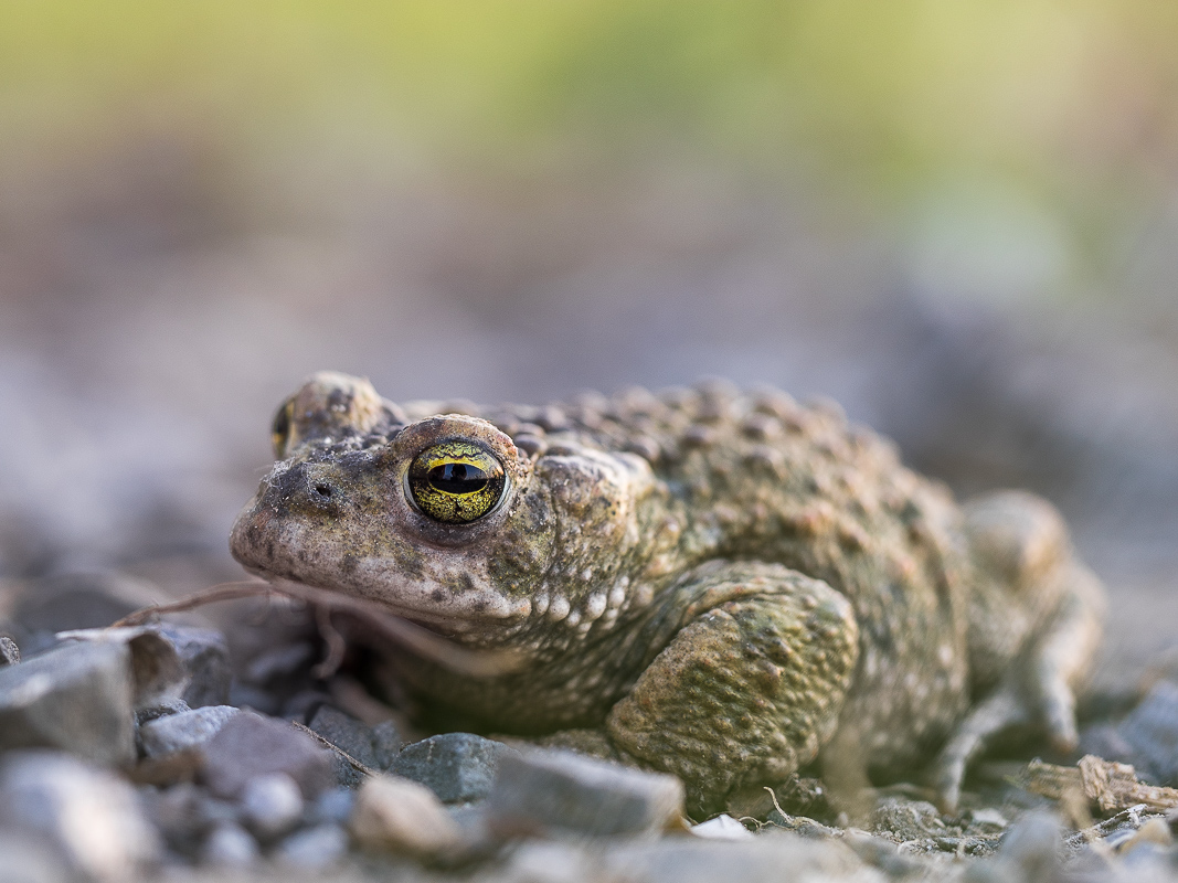 Kreuzkröte (1 von 1).jpg