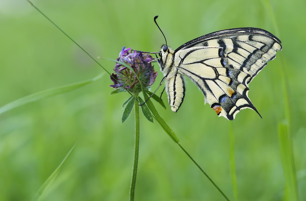 DSC03168 Broken wing... kl.jpg