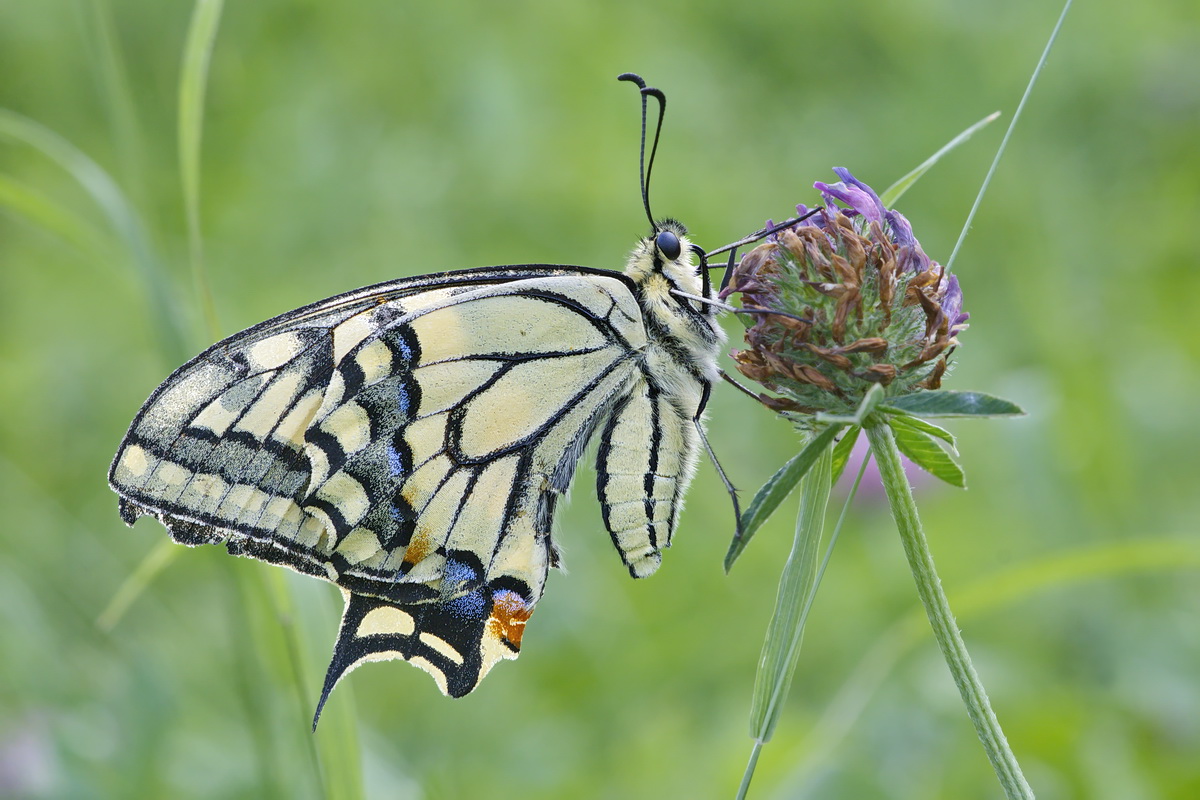 DSC03260 Altersspuren... kl.jpg