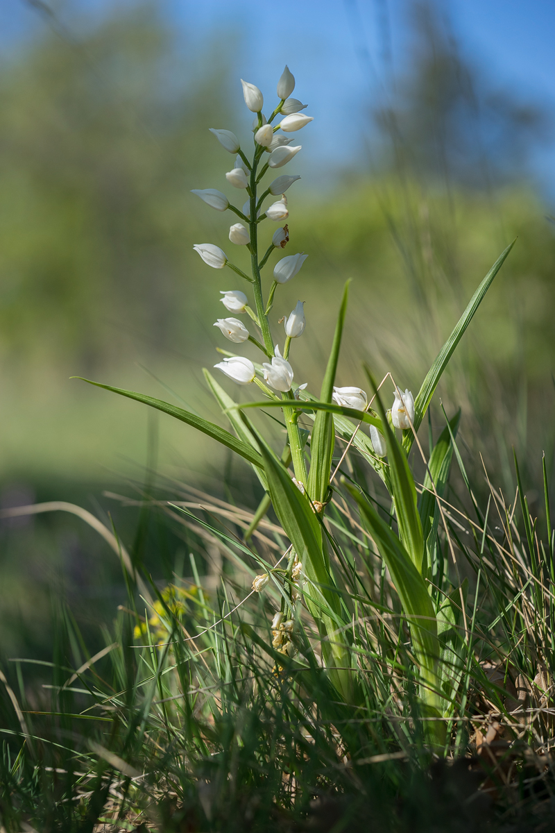 longifolia2.jpg