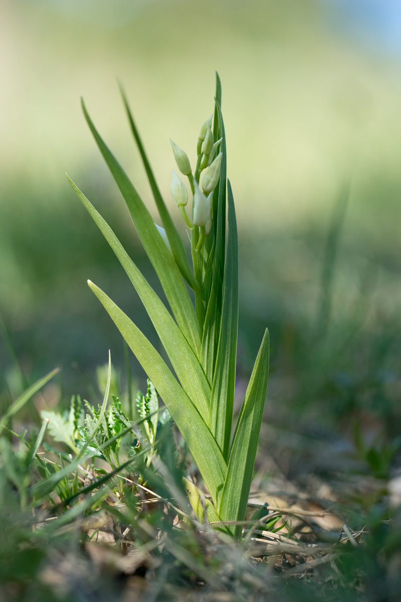 longifolia3.jpg