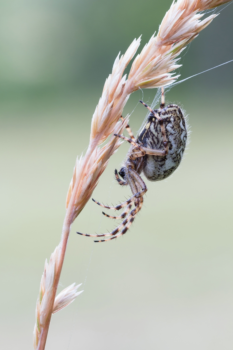comp_IMG_0636-2.jpg