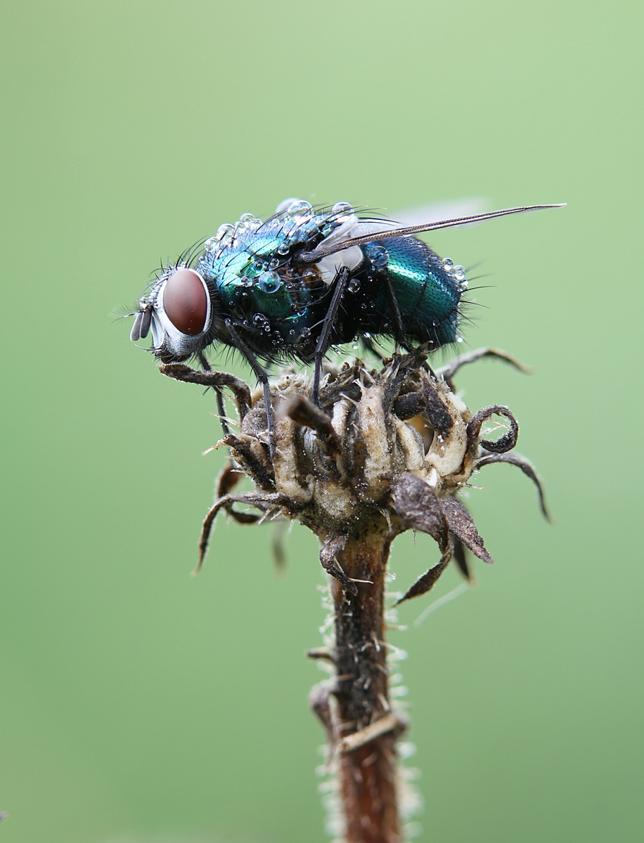 Goldfliege (Lucilia sericata).jpg