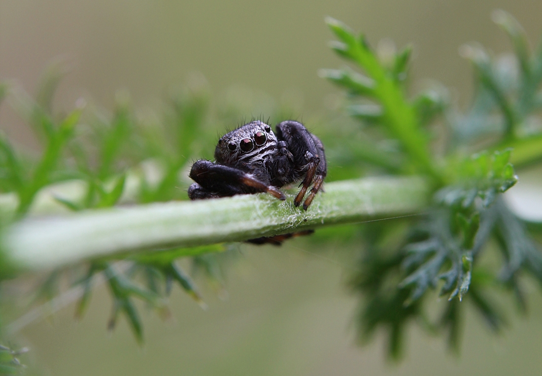 Schwarze Springspinne.JPG