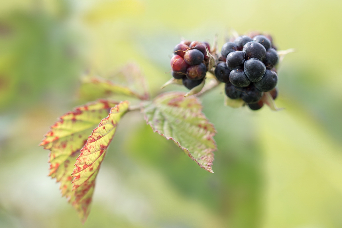 Rubus caesius; Rosaceae (1).jpg