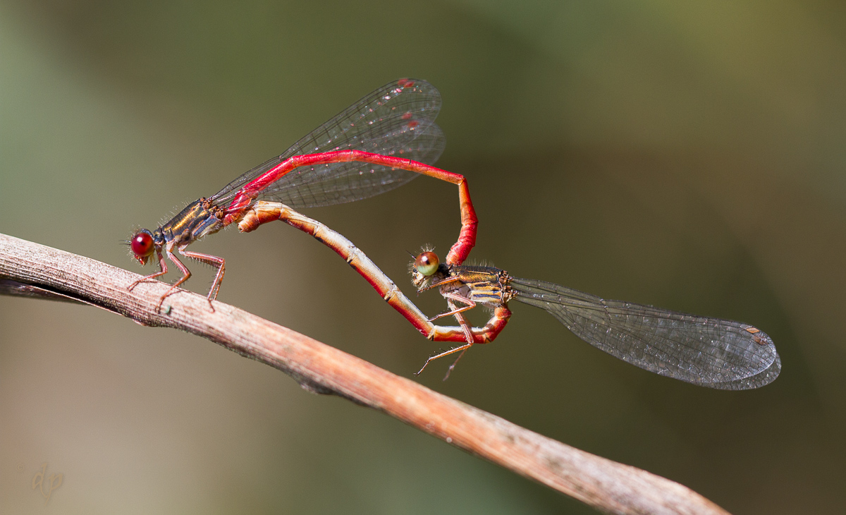 20170807-Ceriagrion tenellum-IMG_0254-4.JPG